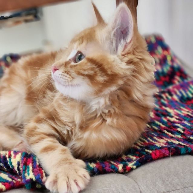 Photo of Jenkins ^^Dandy Cat Rescue^^