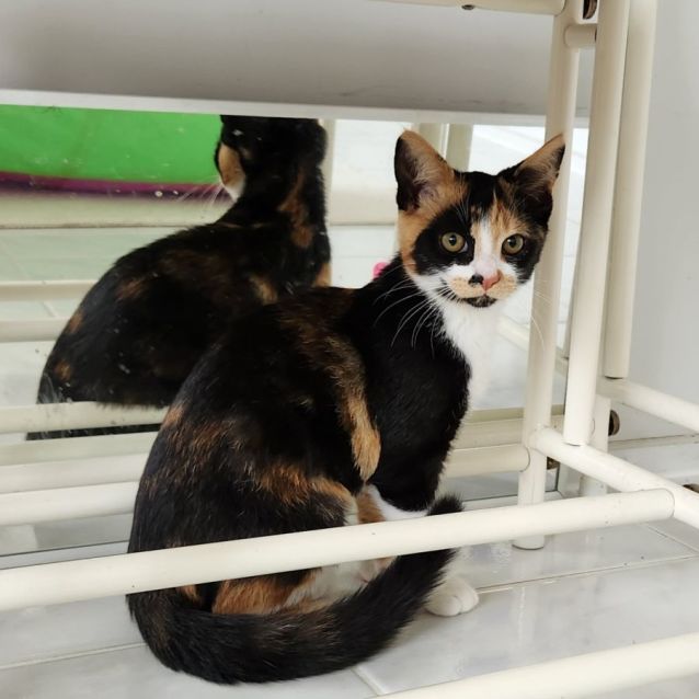 Photo of Bandit ^^Dandy Cat Rescue^^