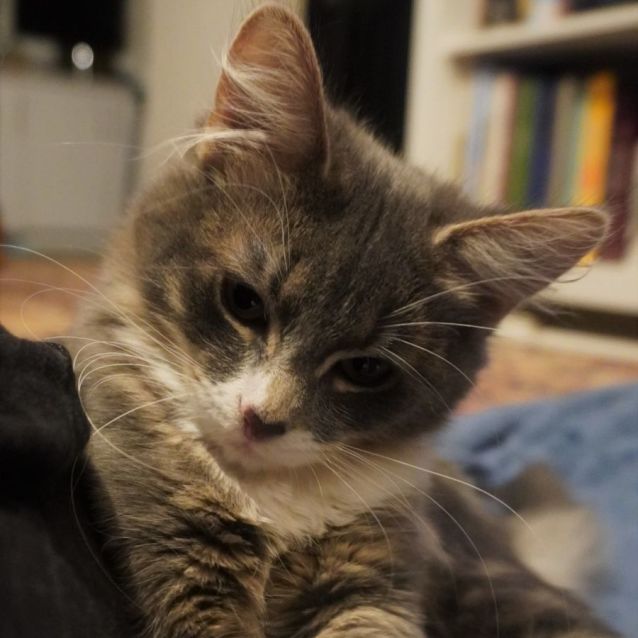 Photo of Niya & Tators (Located In Fitzroy)