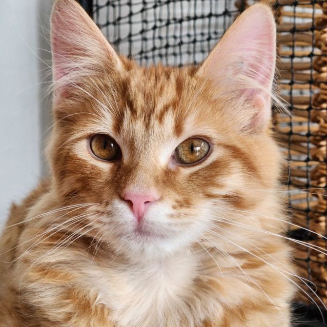 Photo of Cairo ^^Dandy Cat Rescue^^