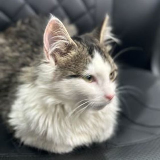 Photo of Sebastian **2nd Chance Cat Rescue**