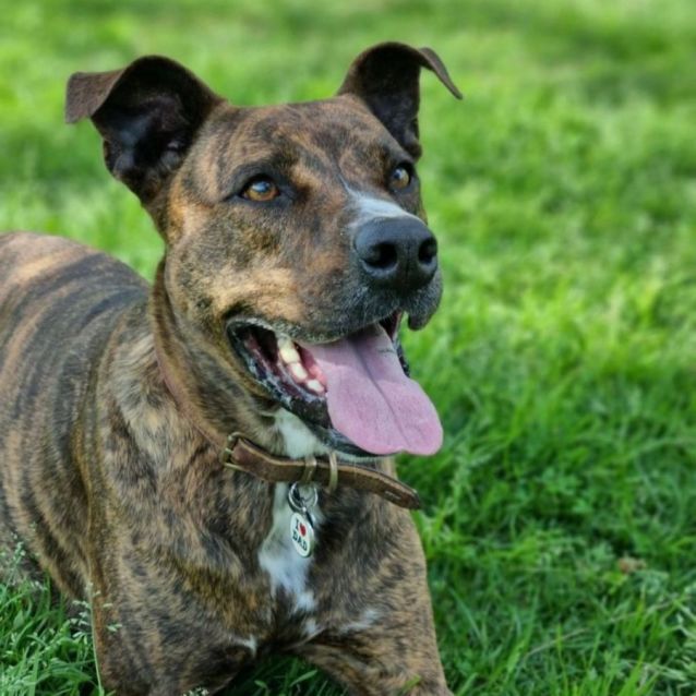 Photo of Indiana/Indi