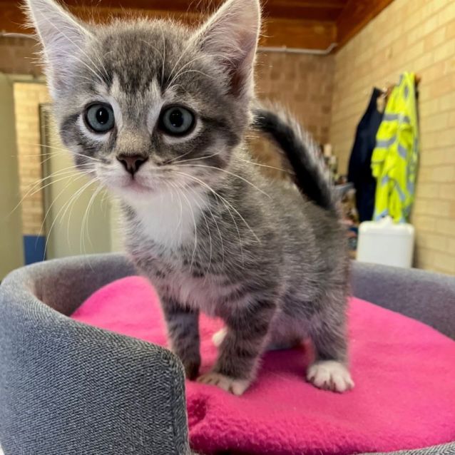 Photo of Pebbles
