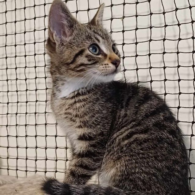 Photo of Hustler **2nd Chance Cat Rescue**