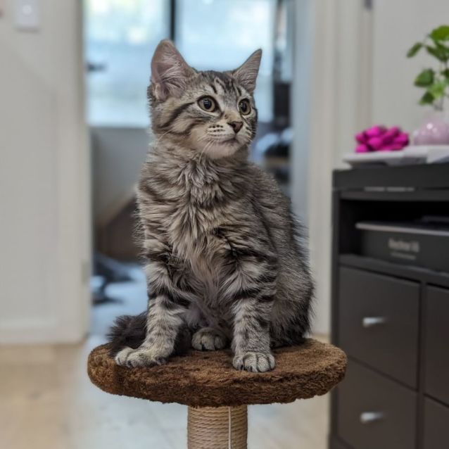 Photo of Olivia ^^Dandy Cast Rescue^^