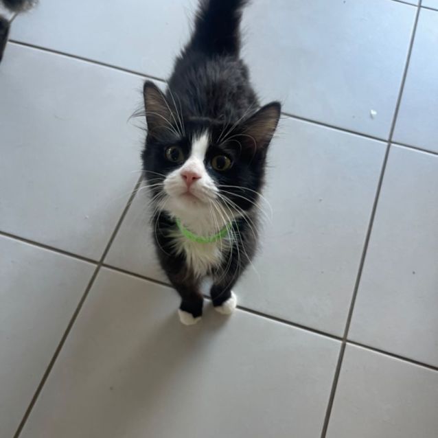 Photo of Twilight Meet Me At Petstock Chelsea Store