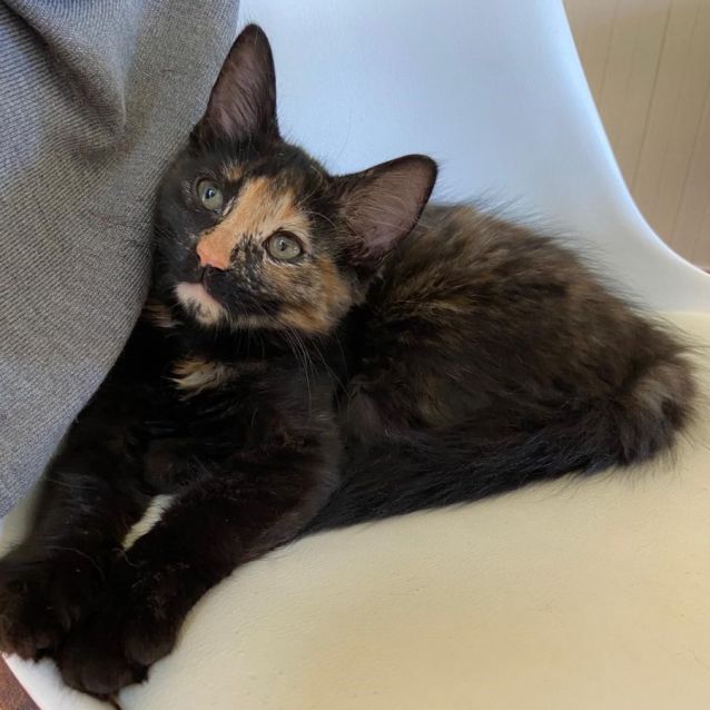 Photo of Mimosa ^^Dandy Cat Rescue^^