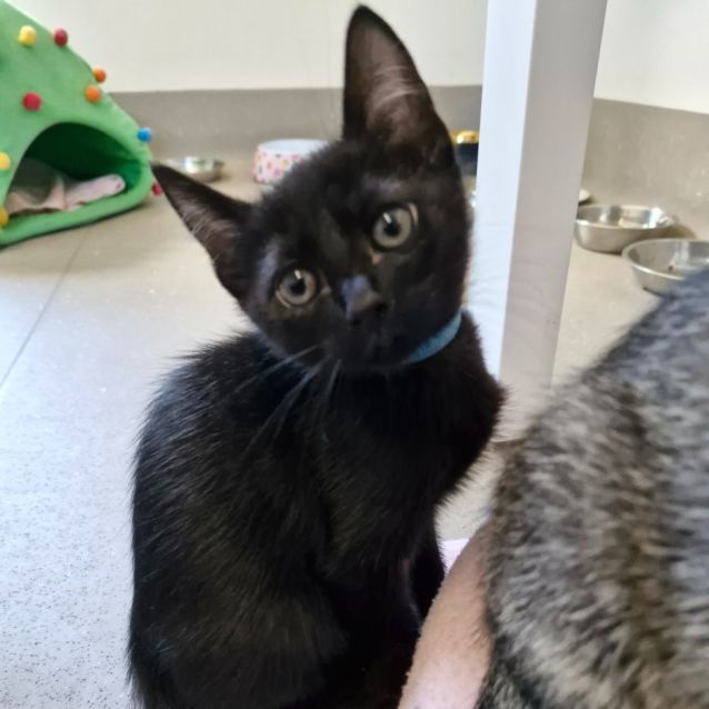 Photo of C1303 Nacho