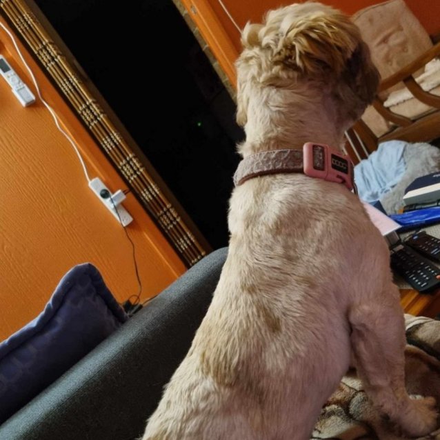 Photo of Penny   16 Month Old Shih Tzu