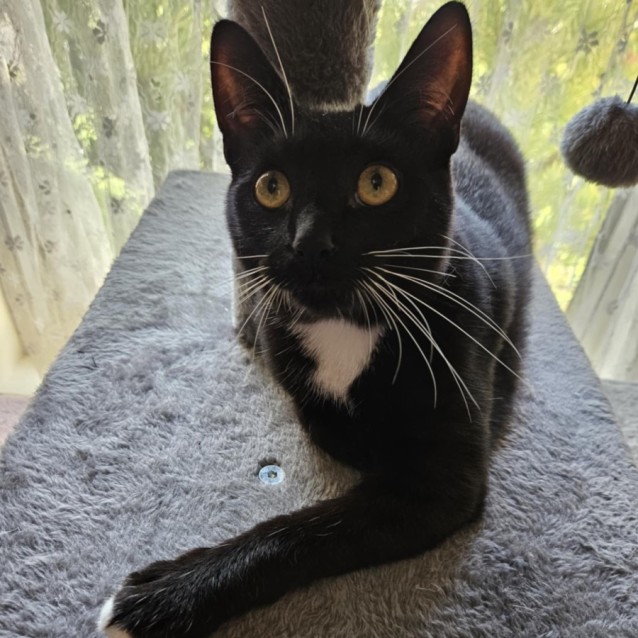 Photo of Alistair *9 Lives Project Rescue*