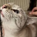 Photo of Jellybean