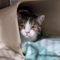 Photo of Pepper