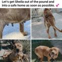 Photo of Sheila