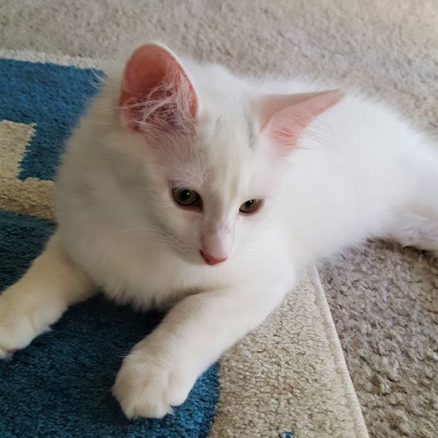 Photo of Higgins ^^Dandy Cat Rescue^^