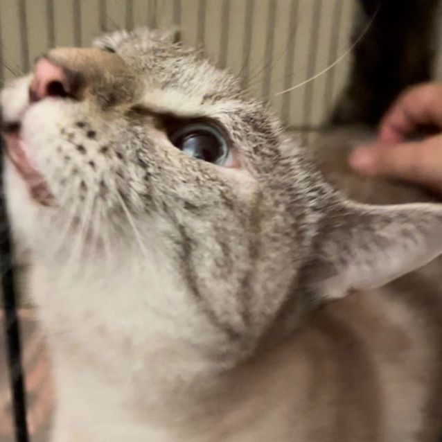 Photo of Jellybean