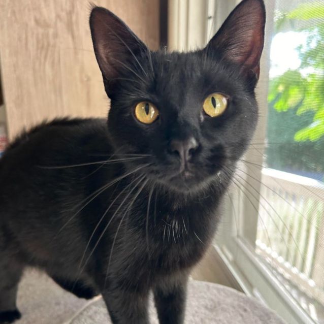 Photo of Viola (Located In Boronia)