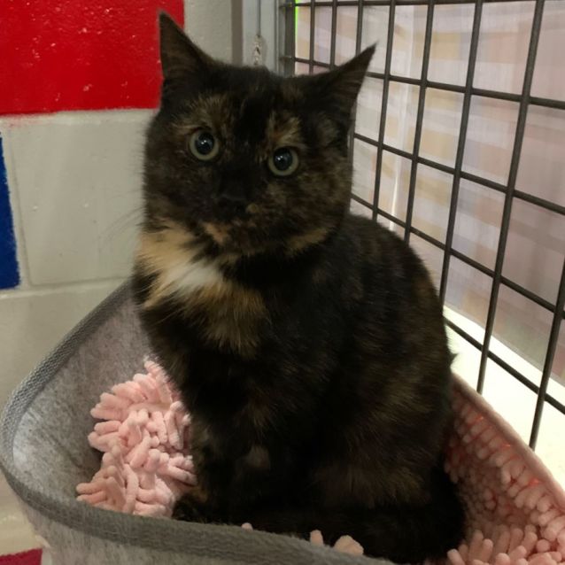 Photo of Kitty