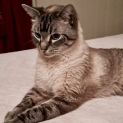 Photo of Smudge