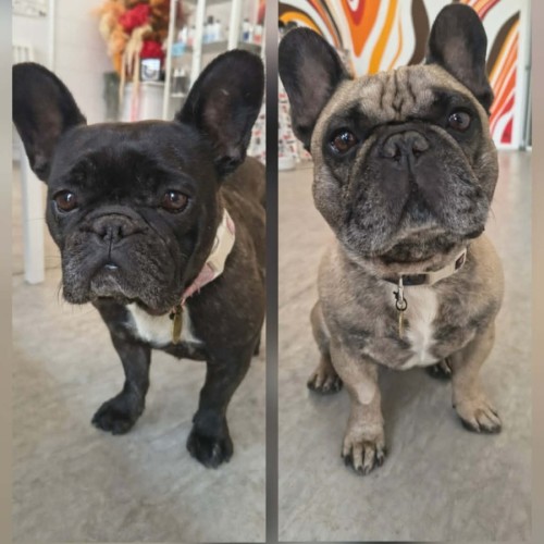 No photo for Stella And Maurice (Bonded Pair) 