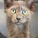 Photo of Smokey