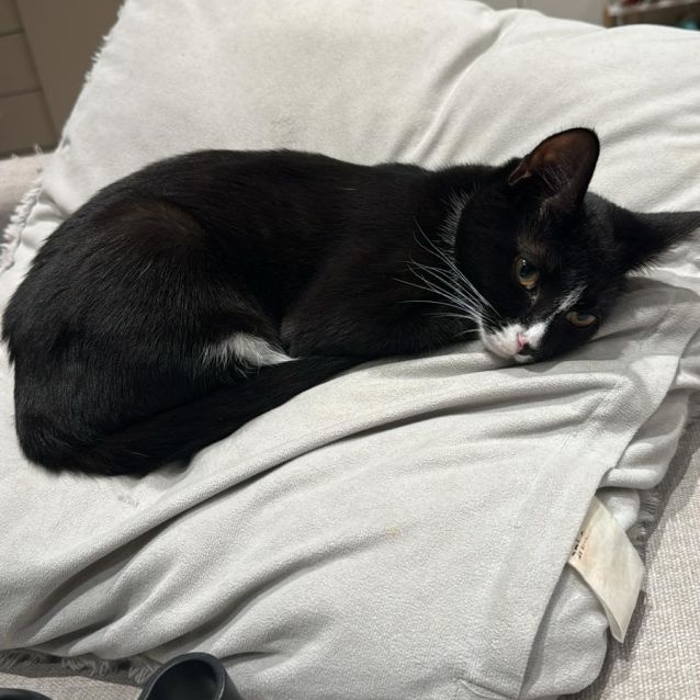 Photo of Alice *9 Lives Project Rescue*