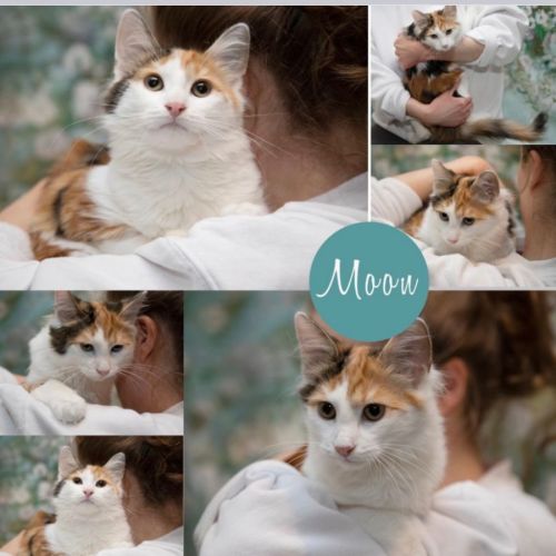 Moon 🌝  Meet me at Petstock Hastings 18/6/23
