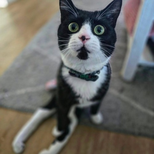 Lucy (Located in Wantirna South)