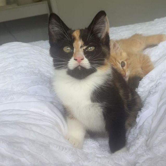 Photo of Marvellous Mindy