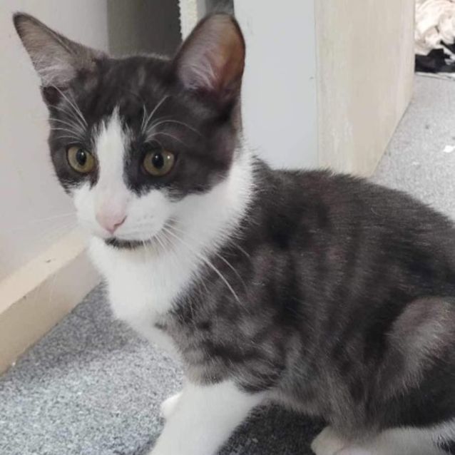 Photo of Stitch M *9 Lives Project Rescue*