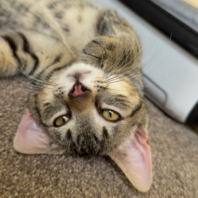 Tora - Male Domestic Short Hair (DSH) Cat in QLD - PetRescue