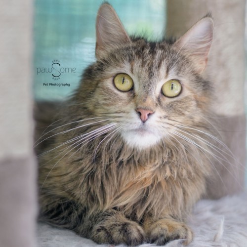 Eilisha **2nd Chance Cat Rescue**