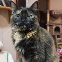 Photo of Ashley **2nd Chance Cat Rescue**