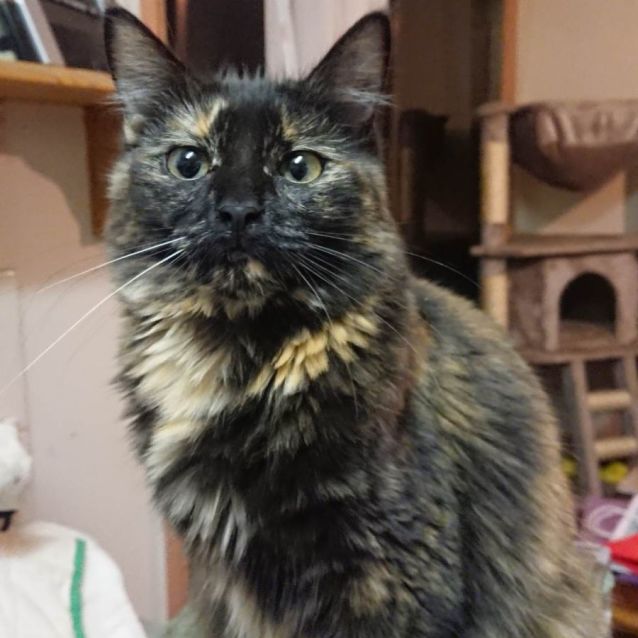 Photo of Ashley **2nd Chance Cat Rescue**