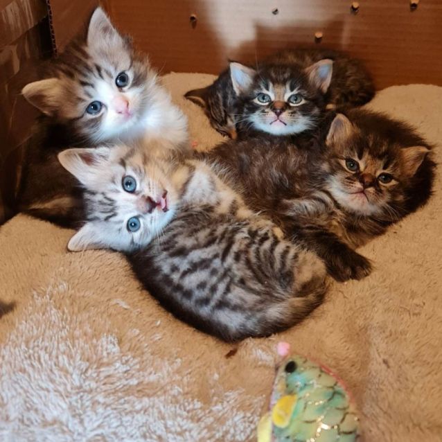 Photo of Mooni (Located In Edithvale)