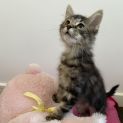 Photo of Amadeus