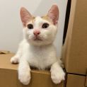 Photo of Nutmeg