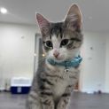 Photo of Jarvis **2nd Chance Cat Rescue**