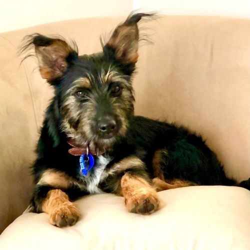Zoro ~ 8mo Silky X Maltese(On Trial 01/07/22)