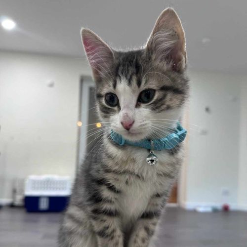 Jarvis **2nd Chance Cat Rescue**