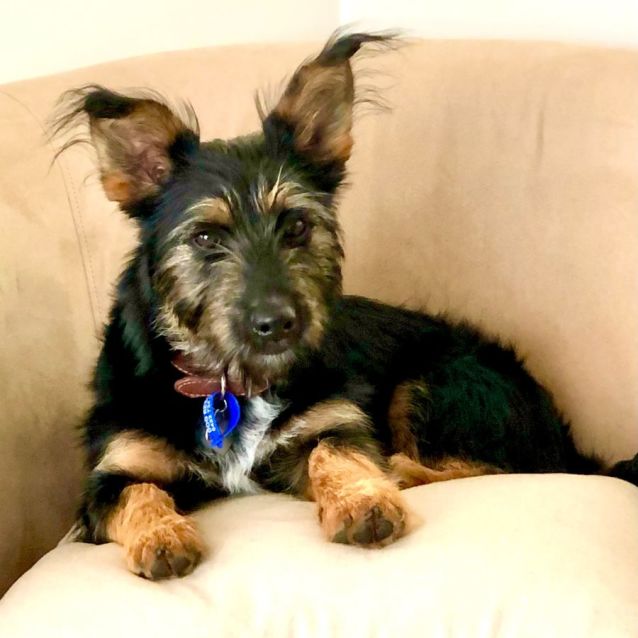 Photo of Zoro ~ 8mo Silky X Maltese(on Trial 01/07/22)