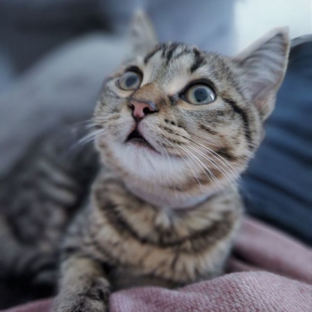 Photo of Lilibet ^^Dandy Cat Rescue^^