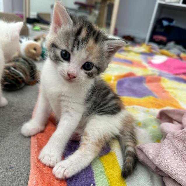 Photo of Waffle