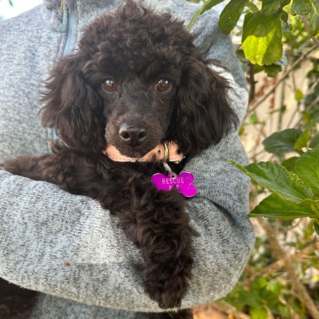 Poodles in need of rehoming clearance