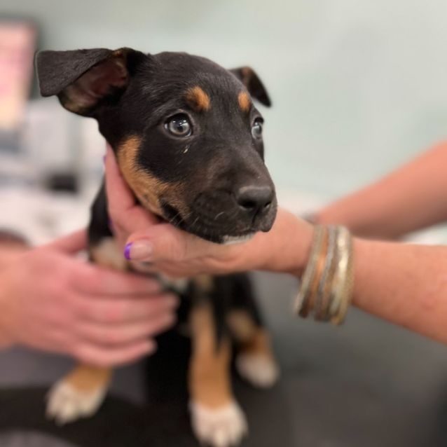 Photo of Freya