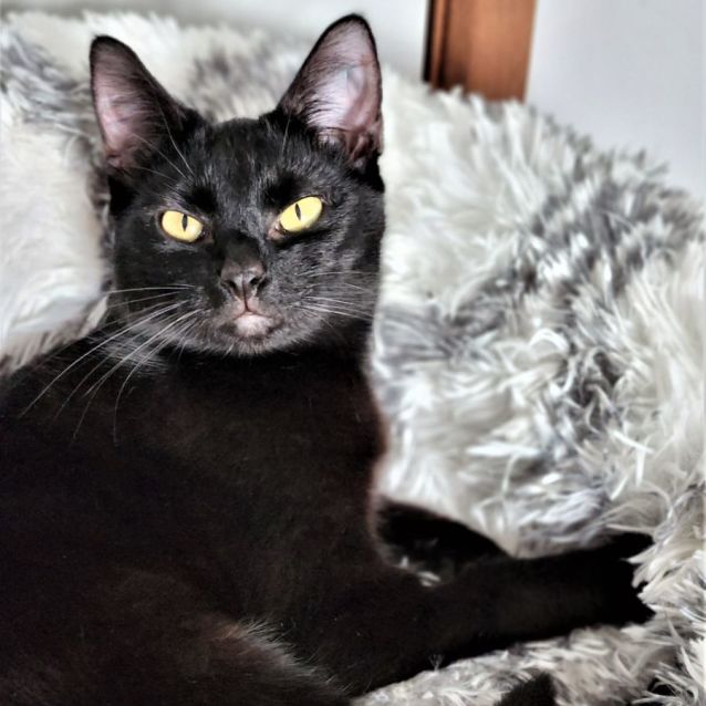 Photo of Lillith ^^Dandy Cat Rescue^^