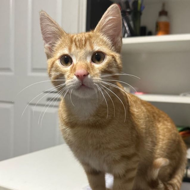 Photo of Tigger 🐈