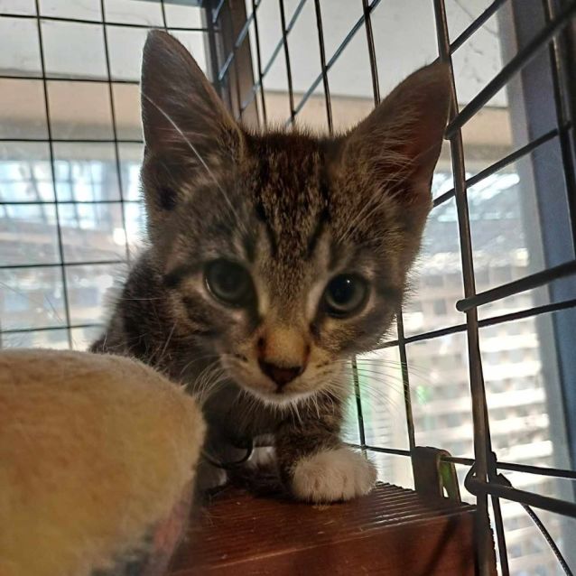 Photo of Punter **2nd Chance Cat Rescue**