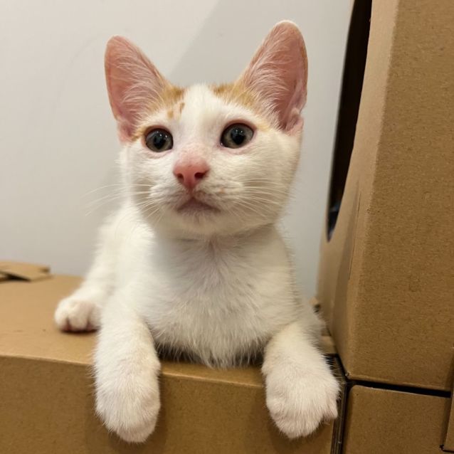 Photo of Nutmeg
