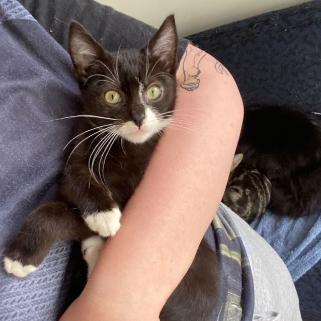 Photo of Fae **2nd Chance Cat Rescue**