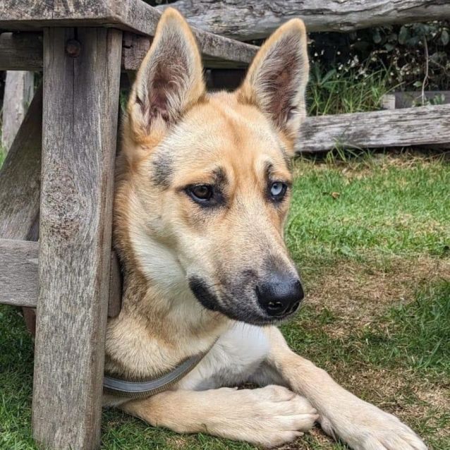 Photo of Satine Kryze